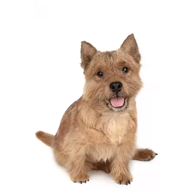 Photo Norwich Terrier