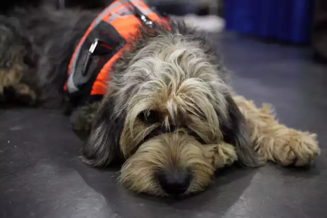 Photo Otterhound #2