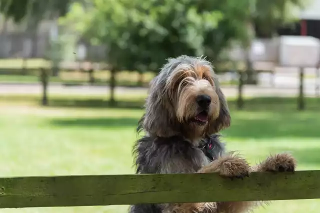 Photo Otterhound #1