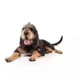 Photo Otterhound