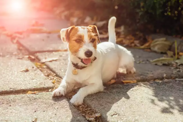 Photo Parson Russell Terrier #4