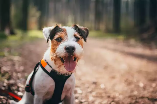 Photo Parson Russell Terrier #3