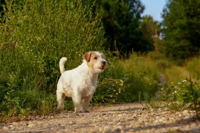 Photo Parson Russell Terrier #2