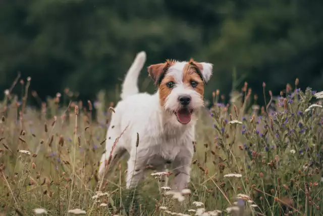 Photo Parson Russell Terrier #1