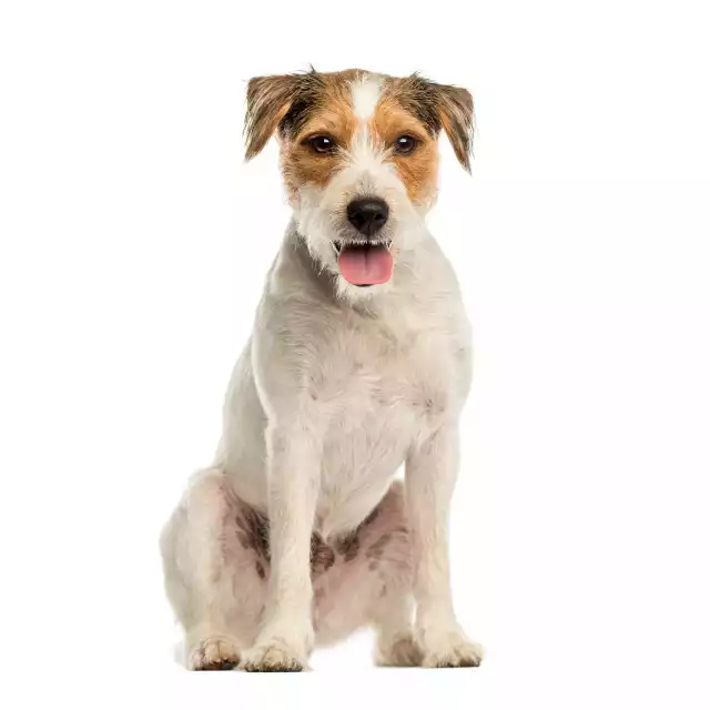 Photo Parson Russell Terrier