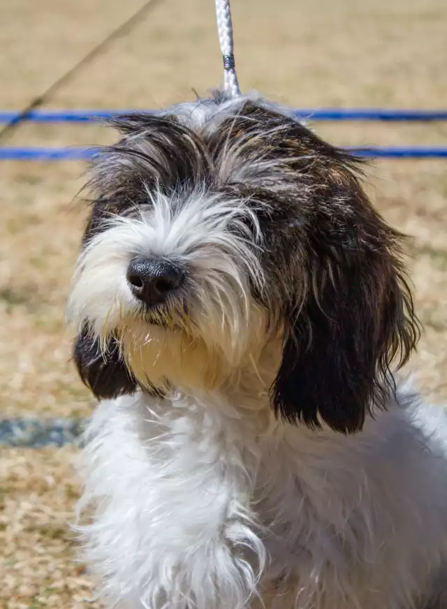 Photo Basset Griffon vendéen #3