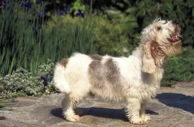 Photo Basset Griffon vendéen #2