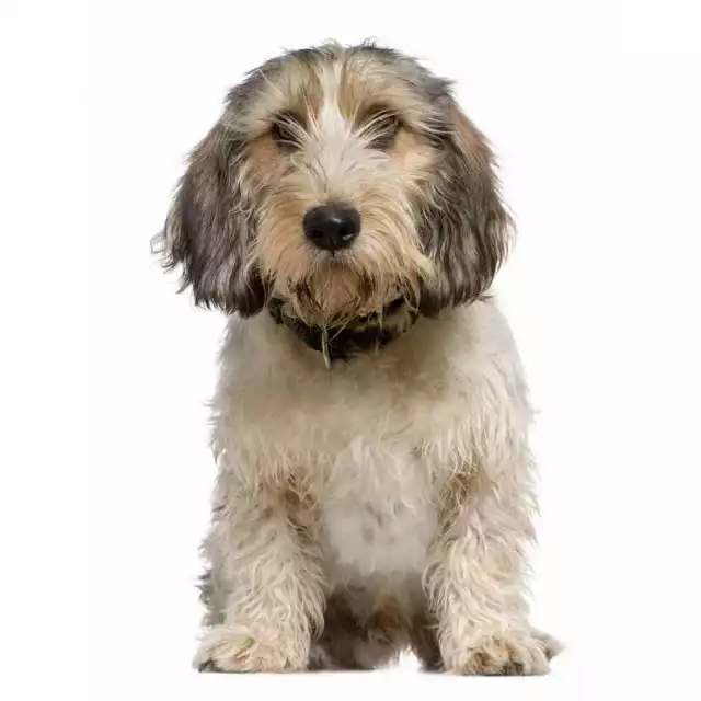 Basset Griffon vendéen