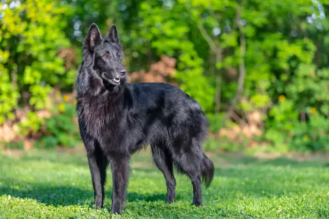 Photo Berger Belge Groenendael #5