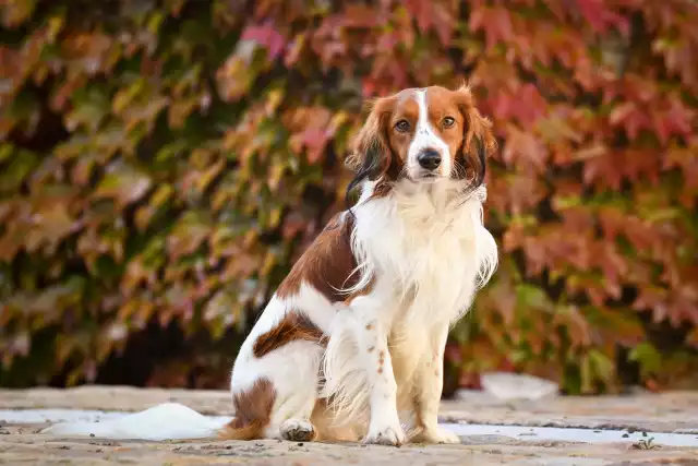 Photo Kooikerhondje #3