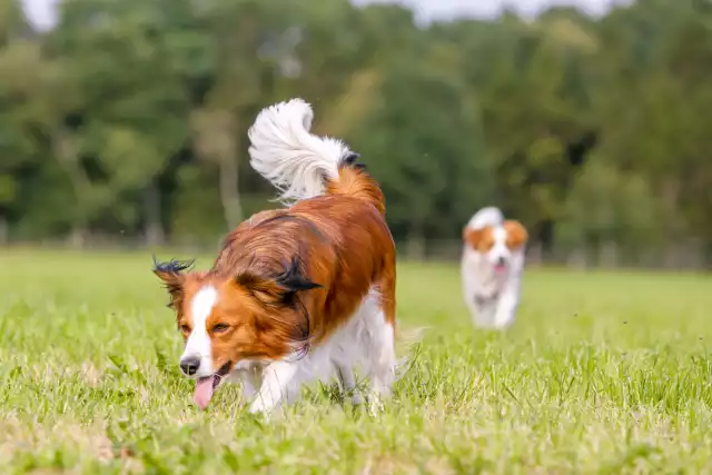 Photo Kooikerhondje #2