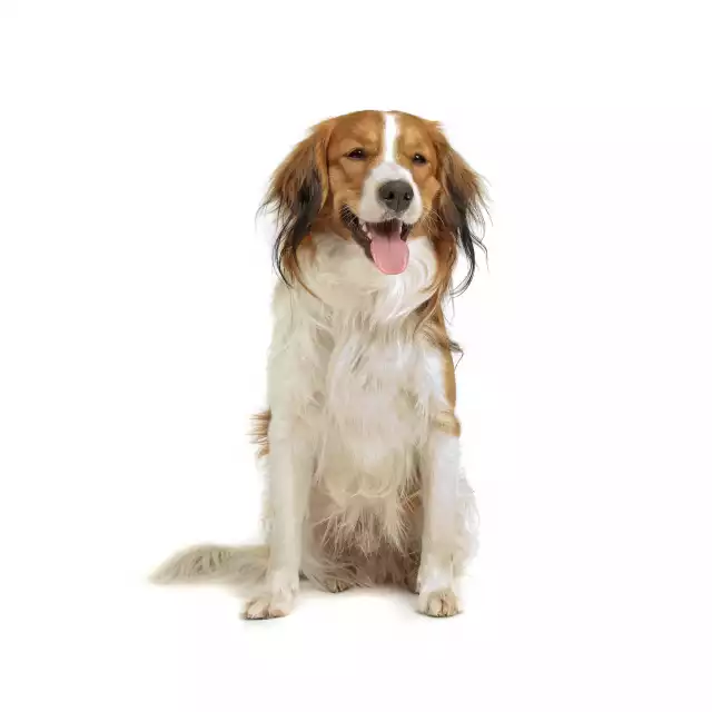 Photo Kooikerhondje