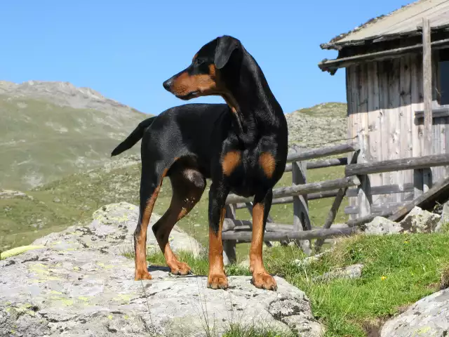 Photo Pinscher #1