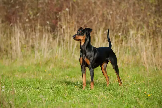 Photo Pinscher #3