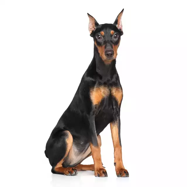 Photo Pinscher