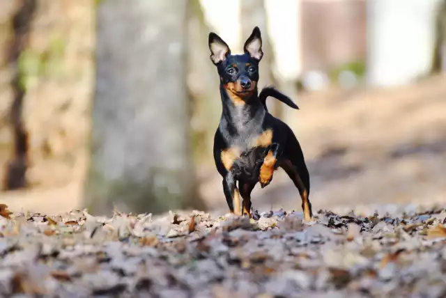 Photo Pinscher Nain #4