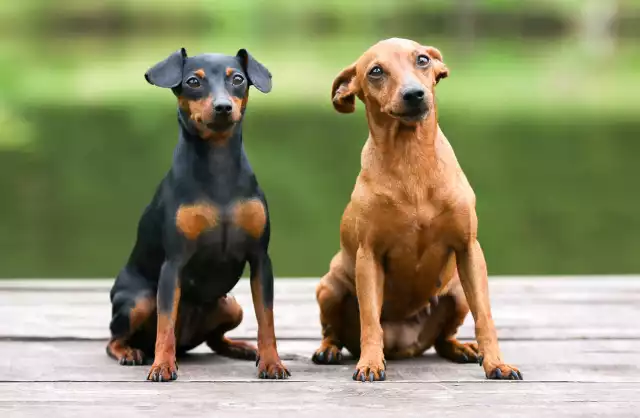 Photo Pinscher Nain #2