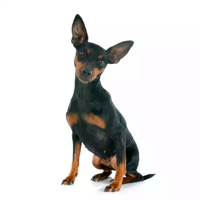 Photo Pinscher Nain