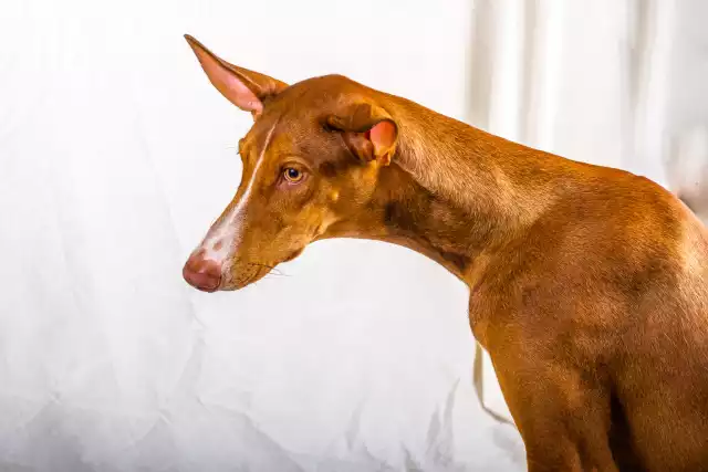 Photo Podenco Canario #1