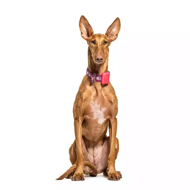 Podenco Canario