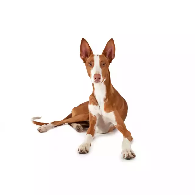 Podenco Ibicenco