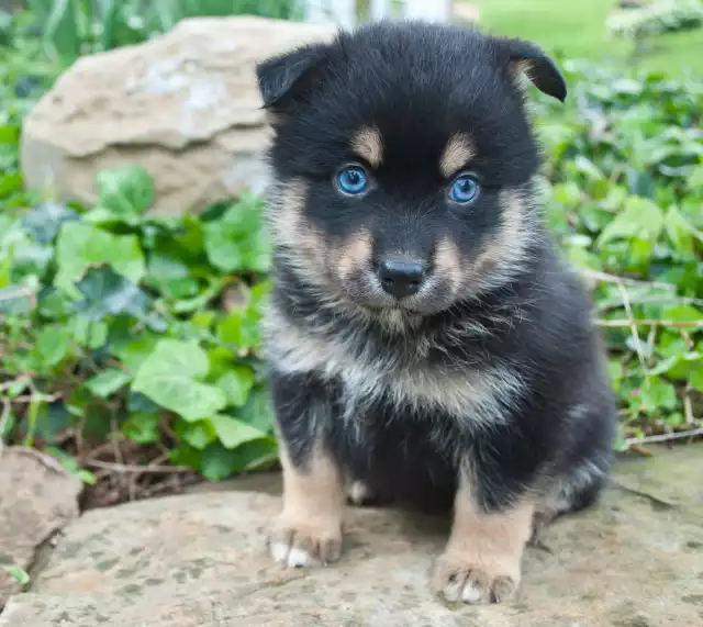 Photo Pomsky #4