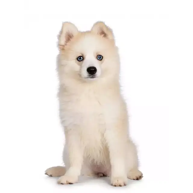 Pomsky