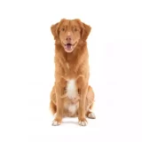 Photo Retriever de la Nouvelle-Écosse