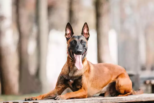 Photo Berger Belge Malinois #4