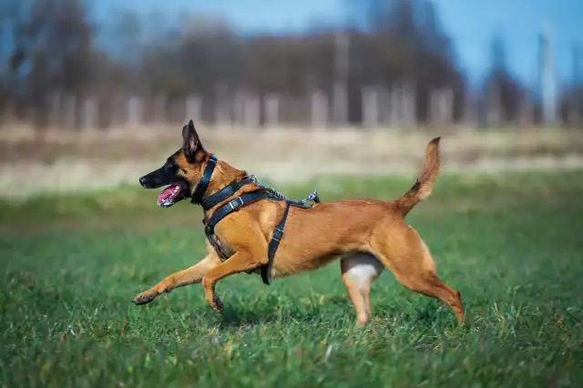 Photo Berger Belge Malinois #3