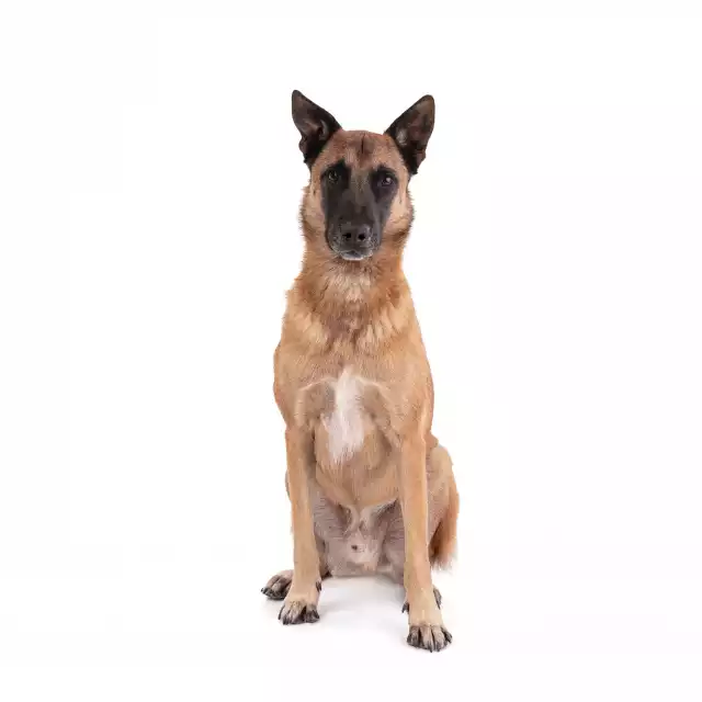 Berger Belge Malinois