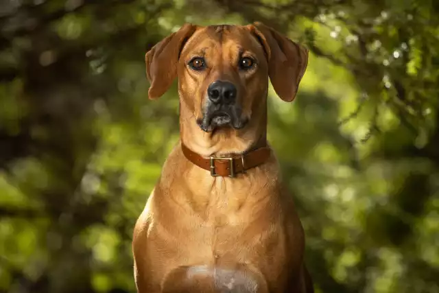 Photo Rhodesian-Ridgeback #5