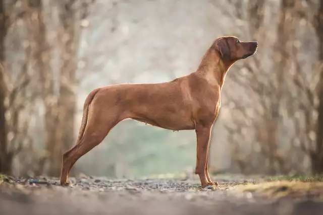 Photo Rhodesian-Ridgeback #4