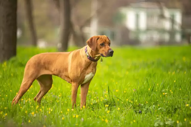 Photo Rhodesian-Ridgeback #3