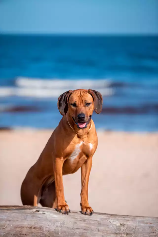 Photo Rhodesian-Ridgeback #2