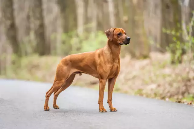 Photo Rhodesian-Ridgeback #1