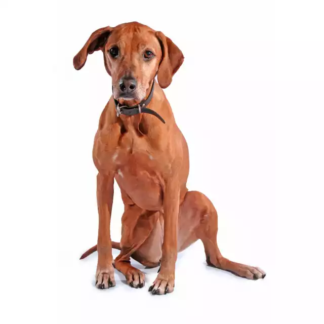 Photo Rhodesian-Ridgeback