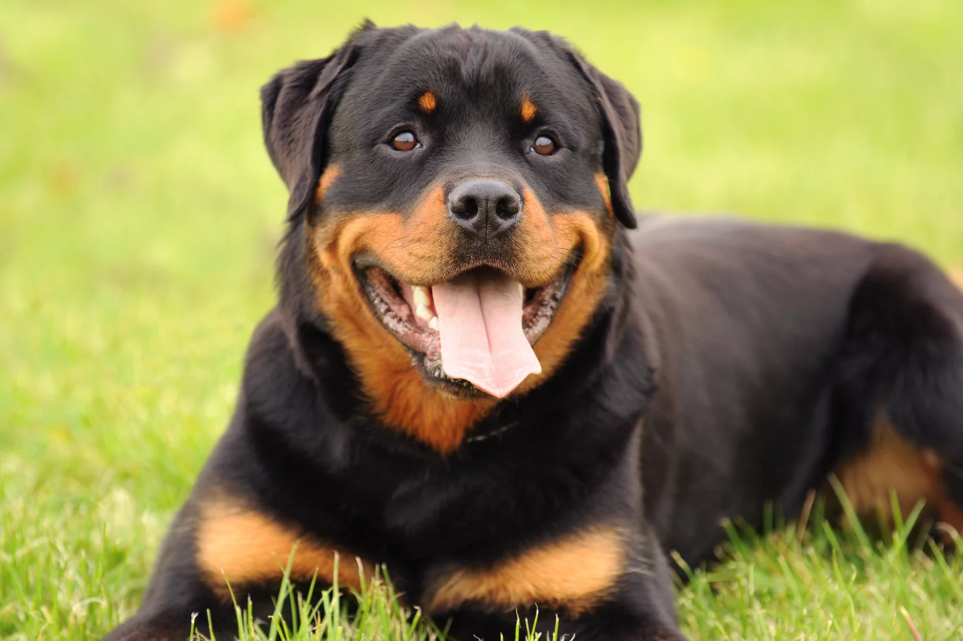 Le rottweiler