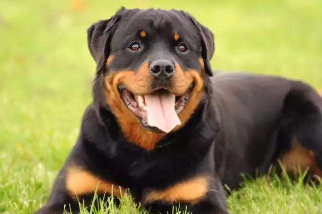 Photo Rottweiler #3