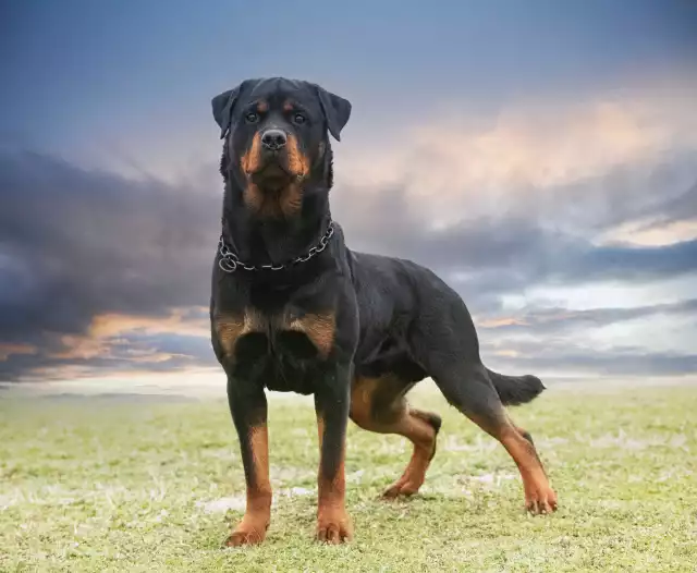 Photo Rottweiler #1