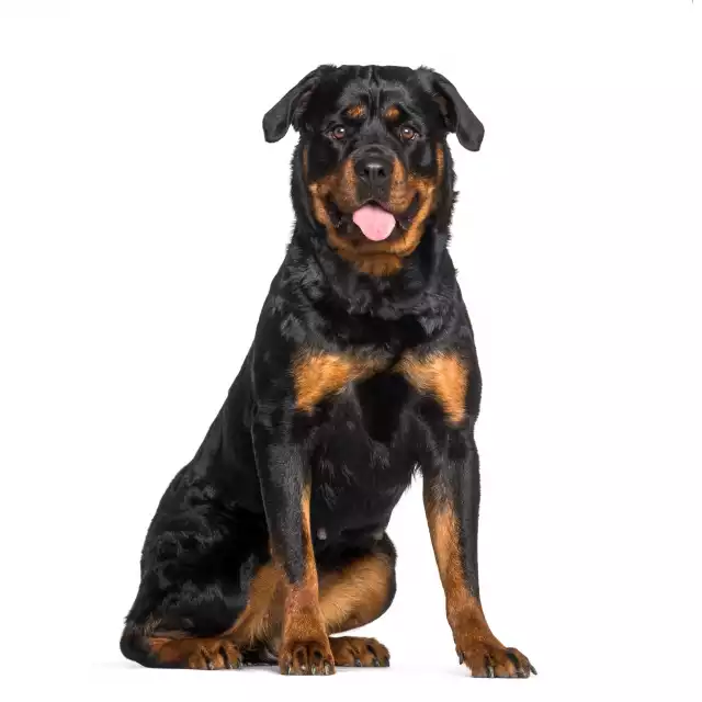 Photo Rottweiler