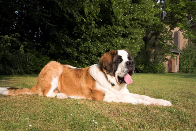 Photo Saint-Bernard #3