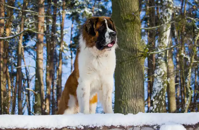 Photo Saint-Bernard #1