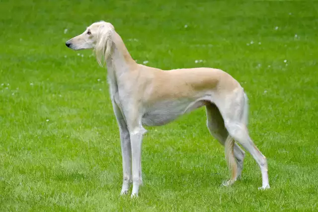 Photo Saluki #3