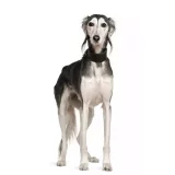 Photo Saluki