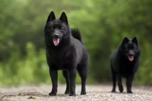 Photo Schipperke #3