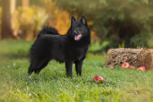 Photo Schipperke #2