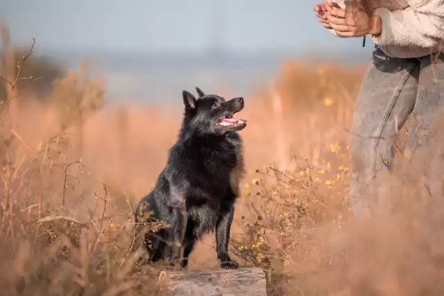 Photo Schipperke #1