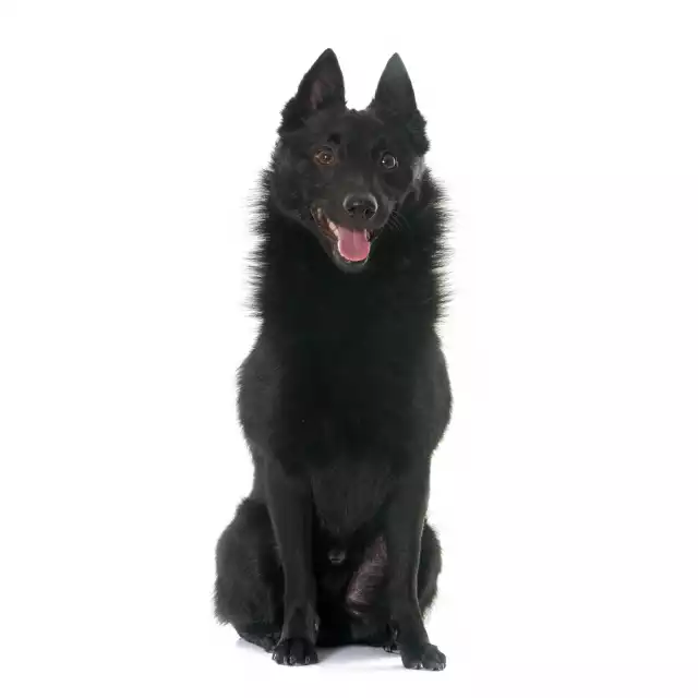 Schipperke