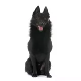 Photo Schipperke